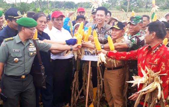 Sentra Jagung Kalimantan, Barito Utara Terima Benih Jagung 50.000 Hektar